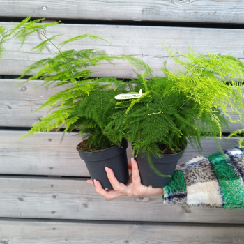 Asparagus setaceus plumosus (Asparágus) - kont. C1L, výška: 15-20 cm